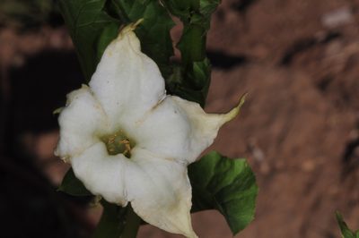 Jaborosa odonelliana, photographed by aacocucci