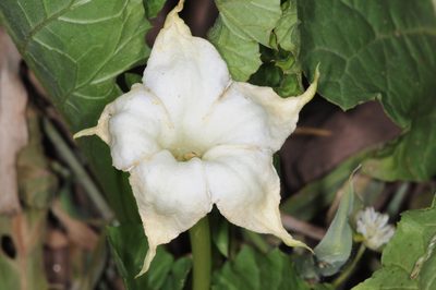 Jaborosa odonelliana, photographed by aacocucci