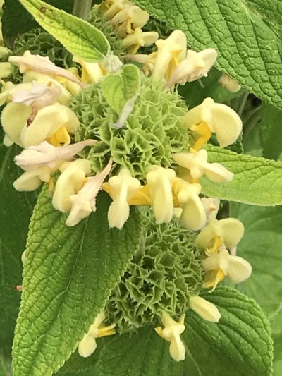 Phlomis russeliana, photographed by Heidi Hellstern