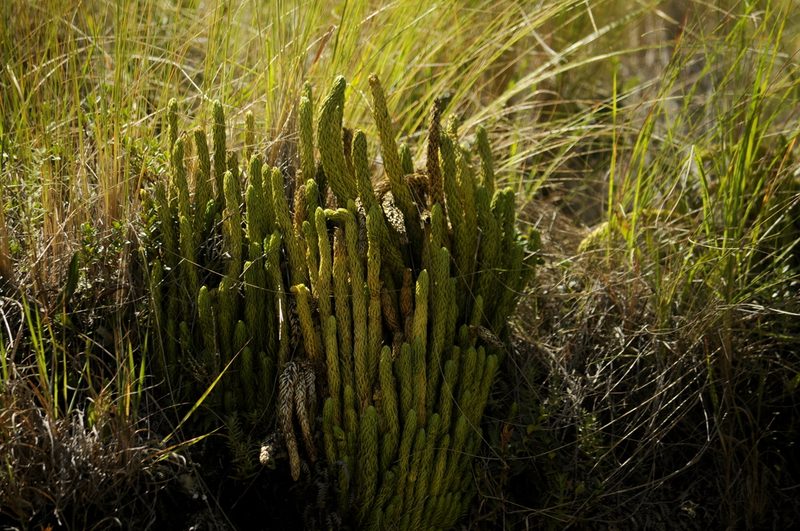 Phlegmariurus saururus, photographed by cactusauria