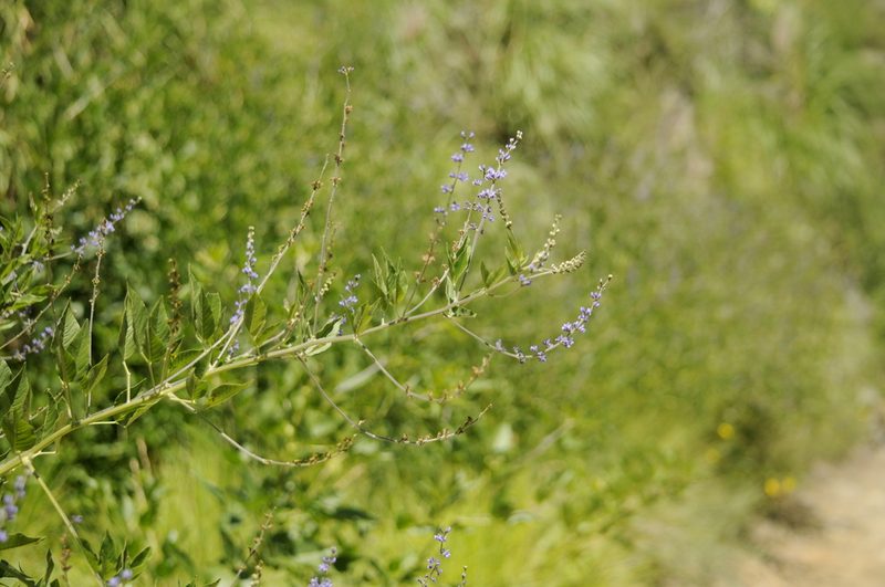 Grimolobium higuerilla, photographed by cactusauria