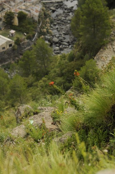 Siphocampylus foliosus, photographed by cactusauria