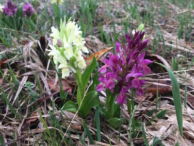 Dactylorhiza sambucina, photographed by Mirko Ubović