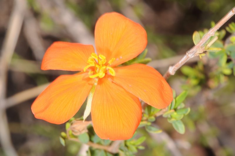 Balbisia miniata, photographed by aacocucci