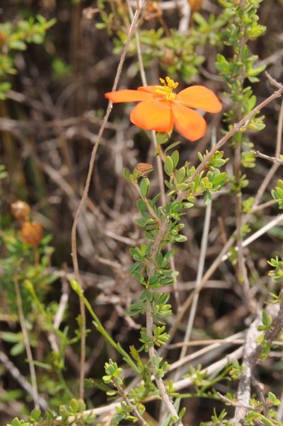 Balbisia miniata, photographed by aacocucci