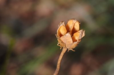 Balbisia miniata, photographed by aacocucci