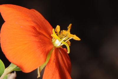 Balbisia miniata, photographed by aacocucci
