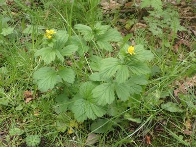 Geum macrophyllum, photographed by giantcicada