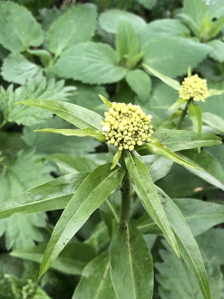Eutrema integrifolium, photographed by Dmitry Boldyrev
