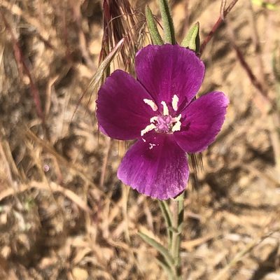 Clarkia purpurea, photographed by Marc Whitaker