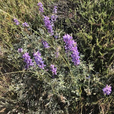 Lupinus excubitus