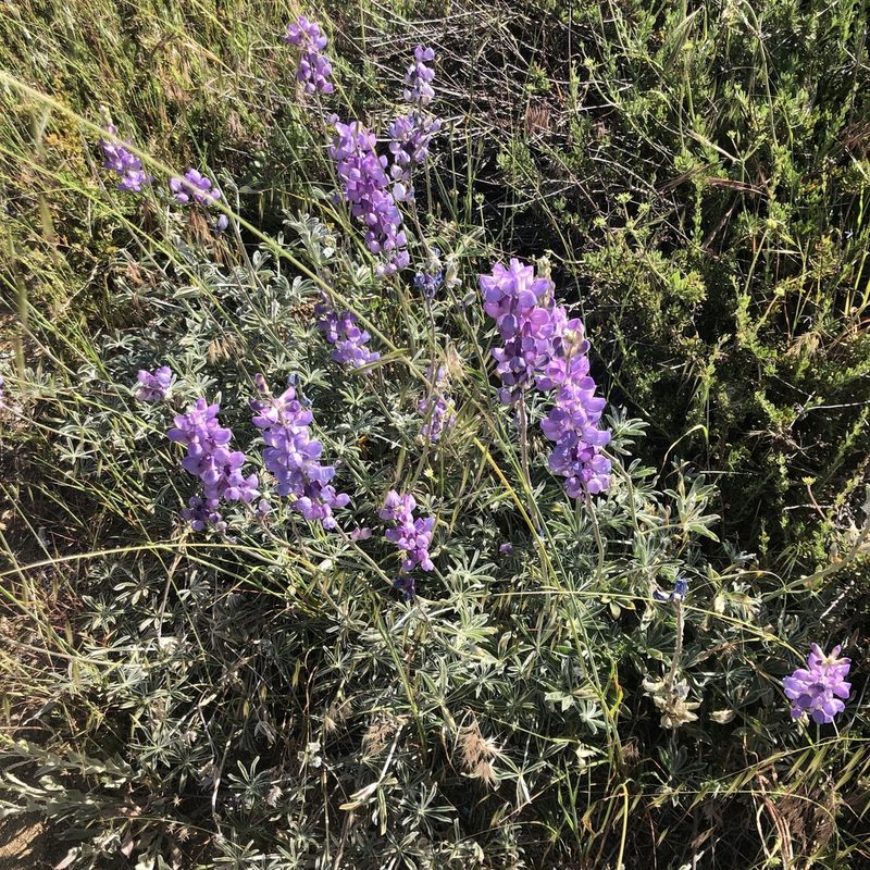 Lupinus excubitus, photographed by Marc Whitaker