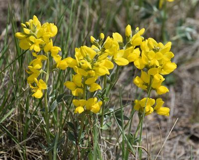 Thermopsis rhombifolia, photographed by Eric Lamb