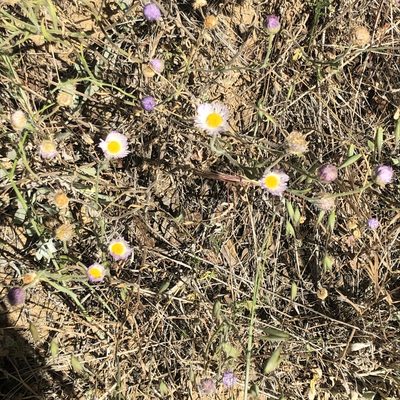 Erigeron divergens, photographed by Marc Whitaker