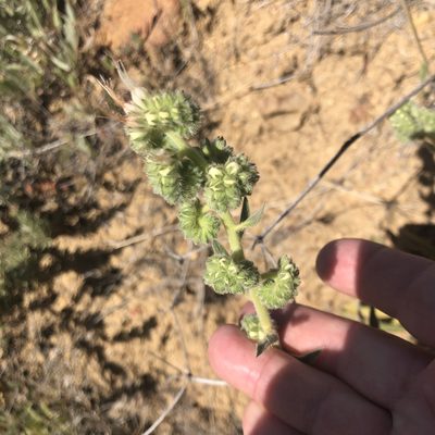 Phacelia imbricata, photographed by Marc Whitaker