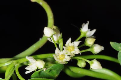 Orthosia retinaculata, photographed by aacocucci