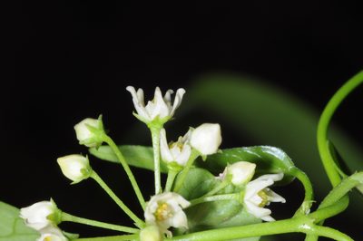 Orthosia retinaculata, photographed by aacocucci