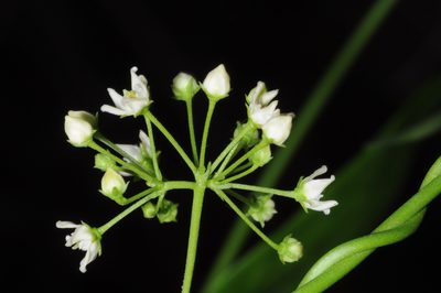 Orthosia retinaculata, photographed by aacocucci