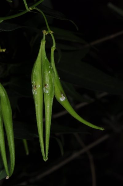 Orthosia retinaculata, photographed by aacocucci