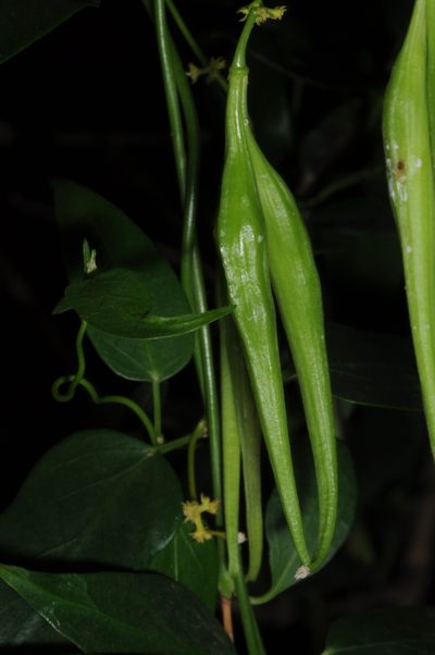 Orthosia retinaculata, photographed by aacocucci