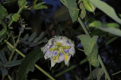 Passiflora tucumanensis, photographed by aacocucci