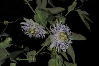 Passiflora tucumanensis, photographed by aacocucci