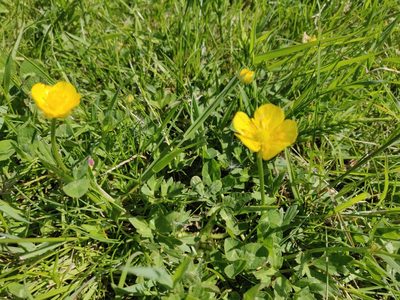 Ranunculus bulbosus, photographed by Morten Rosenvold Villadsen