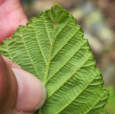 Alnus rubra, photographed by Lyrae