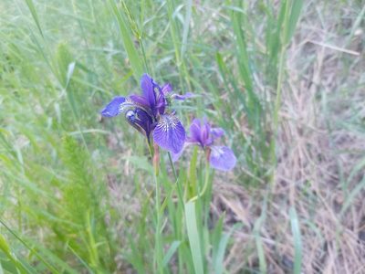 Iris sanguinea, photographed by Michal Honskus