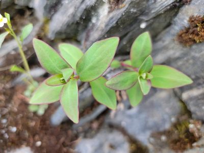 Epilobium latifolium, photographed by Elizabeth