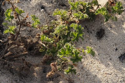 Pelargonium capitatum, photographed by Tony Rebelo