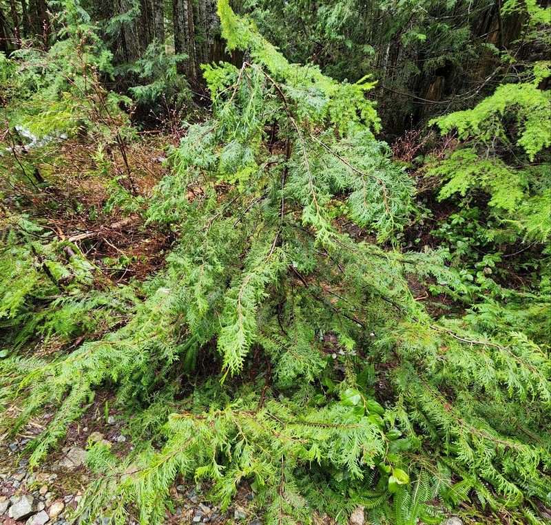 Callitropsis nootkatensis, photographed by Lyrae