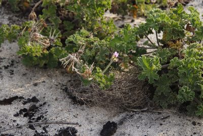 Pelargonium capitatum, photographed by Tony Rebelo