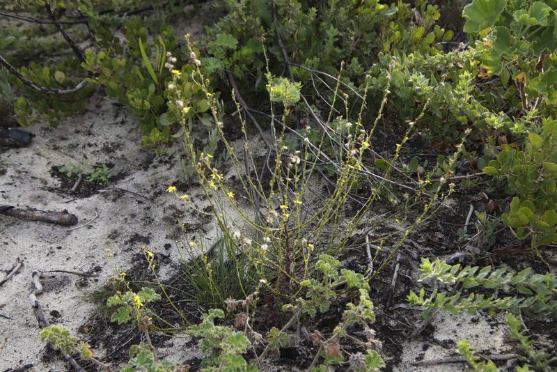 Senecio pubigerus, photographed by Tony Rebelo