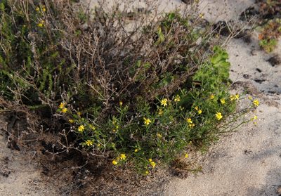 Senecio burchellii, photographed by Tony Rebelo