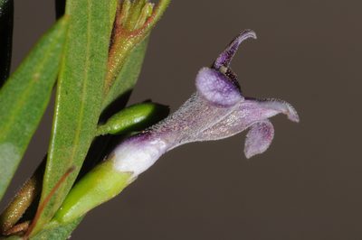 Monttea schickendantzii, photographed by aacocucci