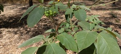 Solanum erianthum, photographed by Viacheslav Shalisko