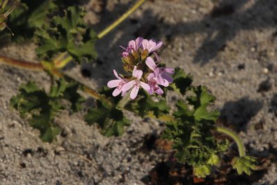 Pelargonium capitatum, photographed by Tony Rebelo