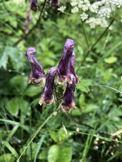 Aconitum moldavicum, photographed by Conrad Altmann