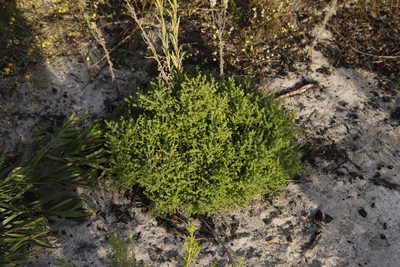 Stoebe cinerea, photographed by Tony Rebelo