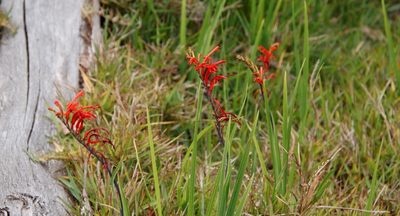Chasmanthe aethiopica, photographed by Tony Rebelo