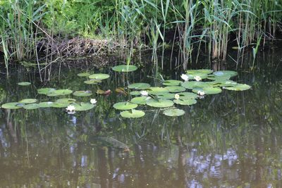 Nymphaea alba, photographed by Michel Langeveld
