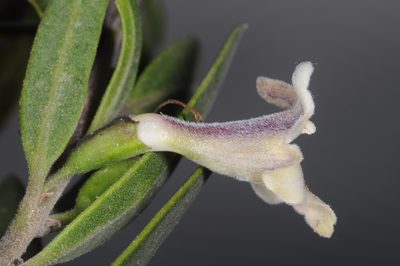 Monttea schickendantzii, photographed by aacocucci