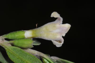 Monttea schickendantzii, photographed by aacocucci