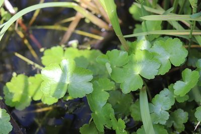 Hydrocotyle ranunculoides, photographed by Michel Langeveld