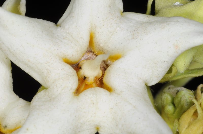 Philibertia latiflora, photographed by aacocucci