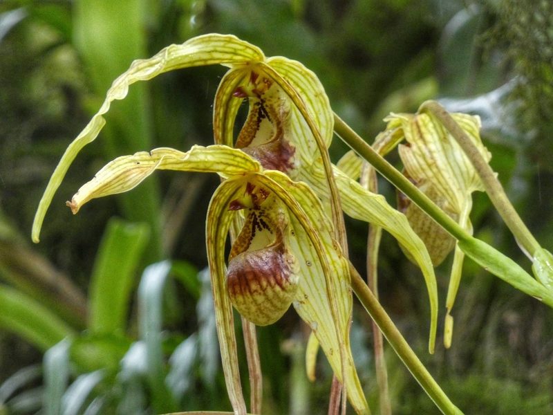 Phragmipedium humboldtii, photographed by Kai Squires