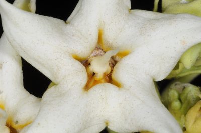 Philibertia latiflora, photographed by aacocucci