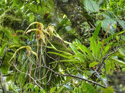Phragmipedium humboldtii, photographed by Kai Squires