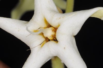 Philibertia latiflora, photographed by aacocucci